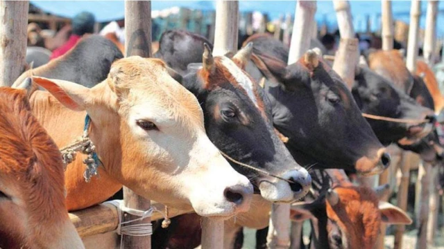 প্রতি বছর দেশে গরু কোরবানির সংখ্যা কমছে কেন?