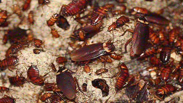 তেলাপোকার উপদ্রব কমাতে যা করবেন