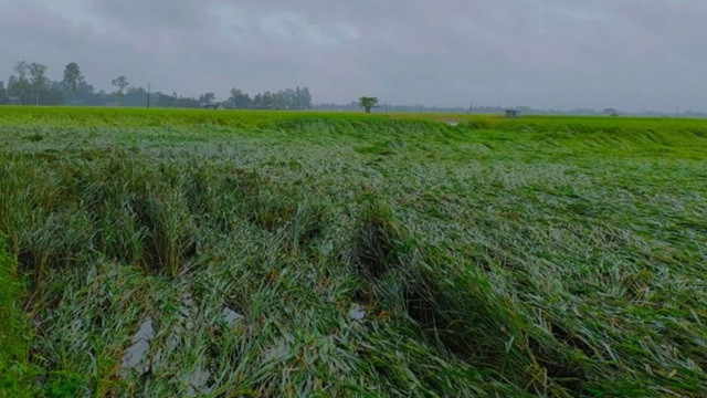 ফাইল ছবি