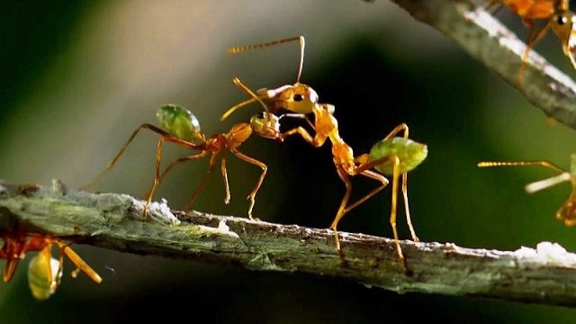 বর্ষায় পিঁপড়ার উপদ্রব বাড়ে কেন? জানুন তাড়ানোর উপায়