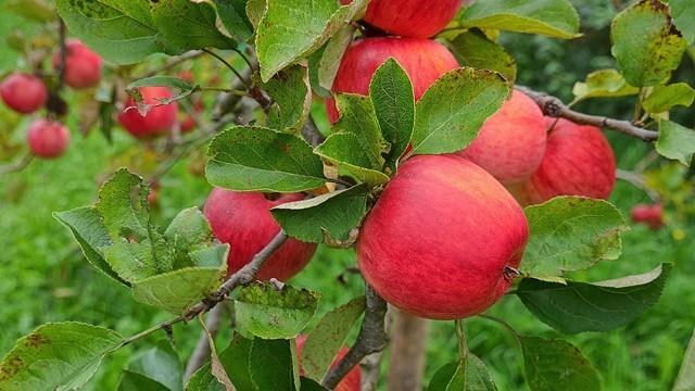 লাল রঙের যে খাবারগুলো হার্টের জন্য ভালো