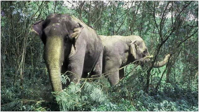 মালয়েশিয়ায় বন্য হাতির আক্রমণে প্রাণ গেল বাংলাদেশির