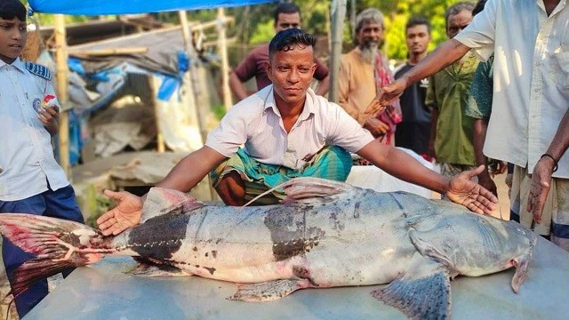 যমুনায় ধরা পড়ল ৩৯ কেজি ওজনের বাঘাইড়