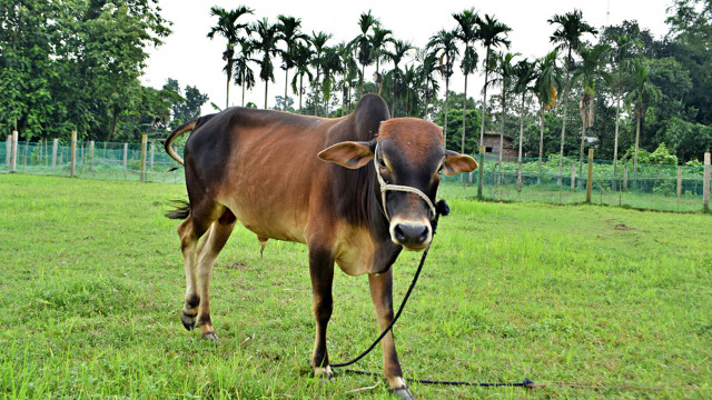 বাকিতে কোরবানির পশু কেনা যাবে?