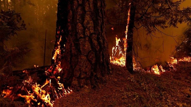 ঘণ্টায় ৫ হাজার একর এলাকায় ছড়িয়ে পড়ছে ক্যালিফোর্নিয়ার দাবানল