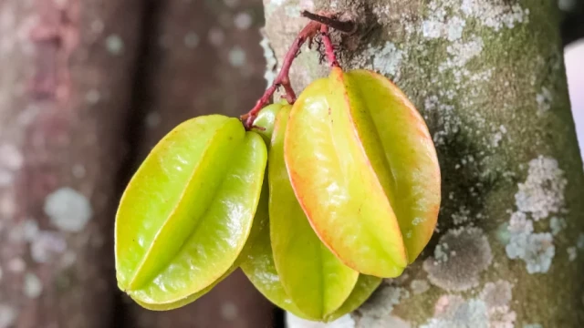কামরাঙা কেন খাবেন, কতটুকু খাবেন, কারা এড়িয়ে যাবেন