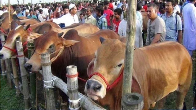 এবার রাজধানীতে ২০ হাট, কাল থেকে শুরু কোরবানির পশু বিক্রি