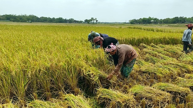 ফলন ভালো হলেও ঝড়-বৃষ্টিতে ধান নিয়ে বিপাকে কৃষক