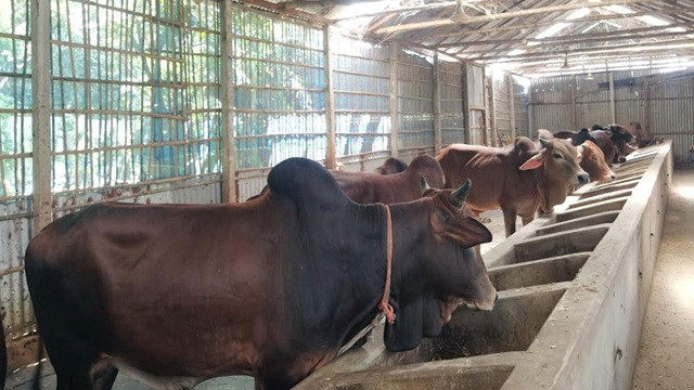 কুড়িগ্রামে খামারে কেজি দরে বিক্রি হচ্ছে গরু-ছাগল