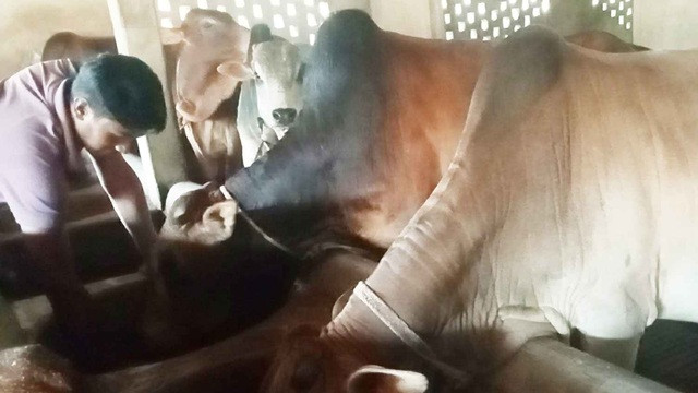 গাইবান্ধায় ঈদ ঘিরে গবাদিপশু পরিচর্যায় ব্যস্ত খামারিরা