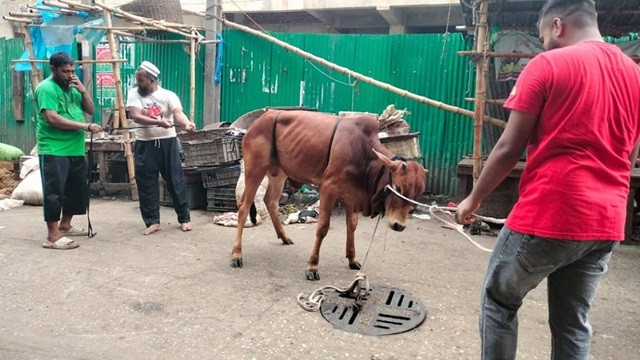 ঈদের দ্বিতীয় দিনেও চলছে পশু কোরবানি