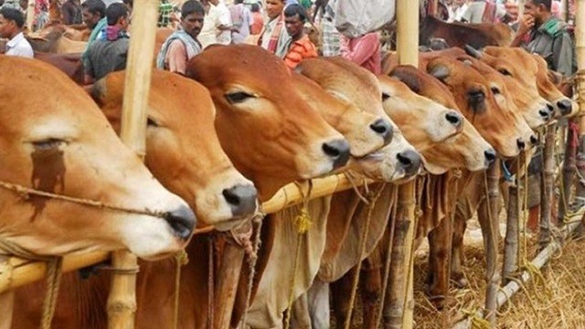 কোরবানির ৭ ঘণ্টার মধ্যে চামড়ায় লবণ দেওয়ার আহ্বান ব্যবসায়ীদের