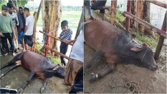 ছবি ‍: সংগৃহীত