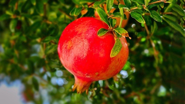 প্রতিদিন ডালিম খেলে শরীরে যা ঘটে