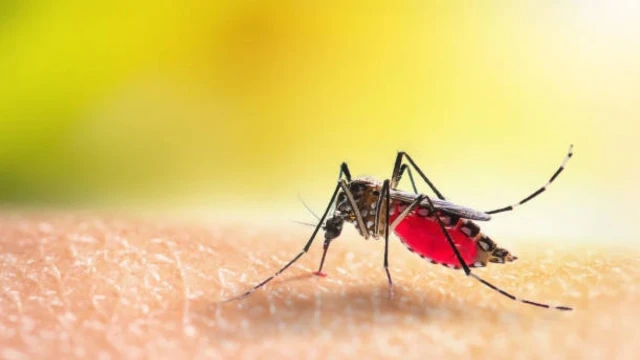 ডেঙ্গুতে আরও দুইজনের মৃত্যু, হাসপাতালে ৩৯৫