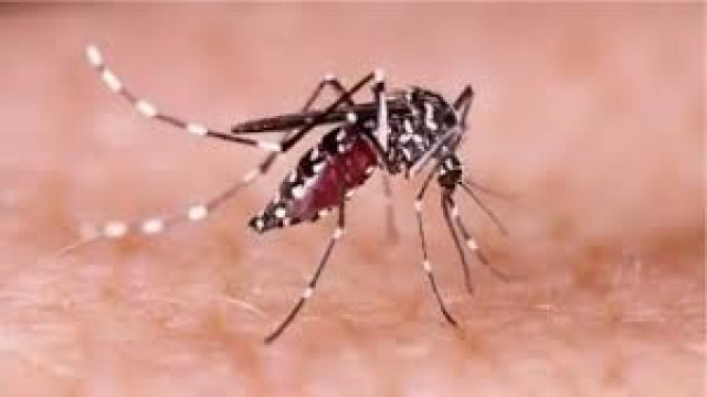 ২৪ ঘণ্টায় ডেঙ্গুতে ২ মৃত্যু, হাসপাতালে ৩৬৪