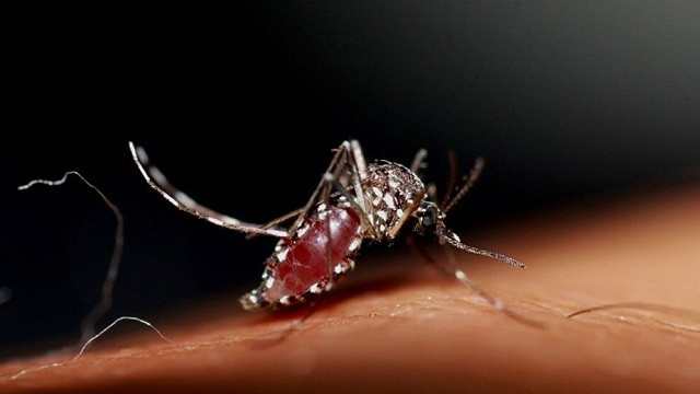 ডেঙ্গুতে আরও ৩ জনের মৃত্যু