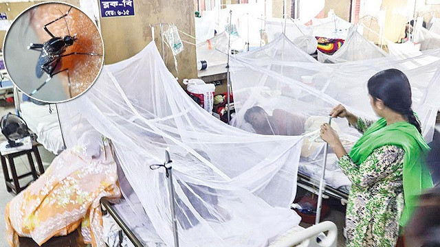 ডেঙ্গুতে একদিনে ৩ মৃত্যু, হাসপাতালে ভর্তি ৫৫৬
