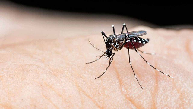 ডেঙ্গুতে একদিনে ১২ জনের মৃত্যু