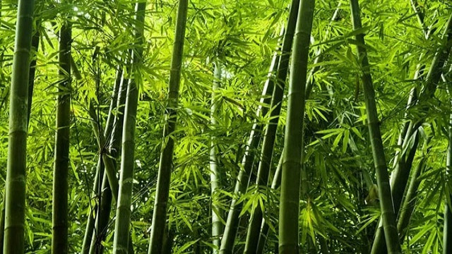 বাঁশ সম্পর্কে এই তথ্যগুলো অনেকেরই অজানা