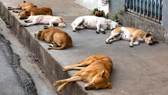 বেওয়ারিশ কুকুরের জীবনের নিরাপত্তা নিশ্চিতে ৩ আইনজীবীর নোটিশ