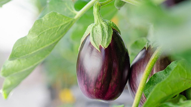 বেগুন খাওয়া কাদের জন্য ক্ষতিকর?