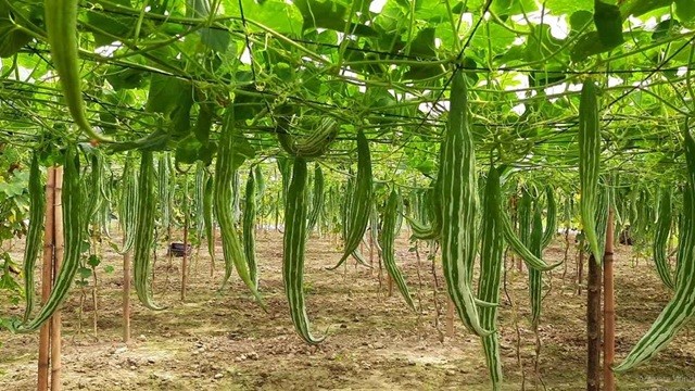 চিচিঙ্গা চাষে সফল কৃষক নুরুল