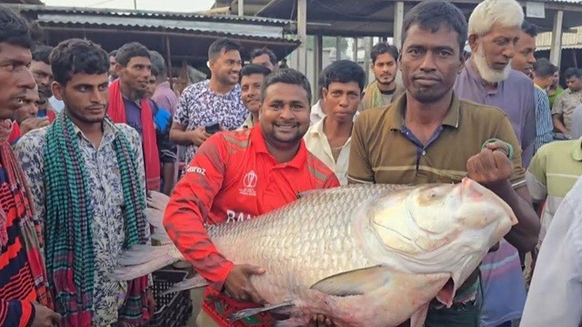 পদ্মার দুই কাতল ৯০ হাজার টাকায় বিক্রি