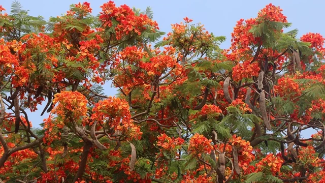 দাবদাহেও প্রকৃতিকে রাঙাচ্ছে কৃষ্ণচূড়া