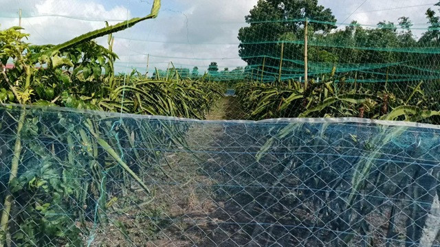 বিদ্যুতের তারে জড়িয়ে গরুসহ কৃষকের মৃত্যু, আহত ১