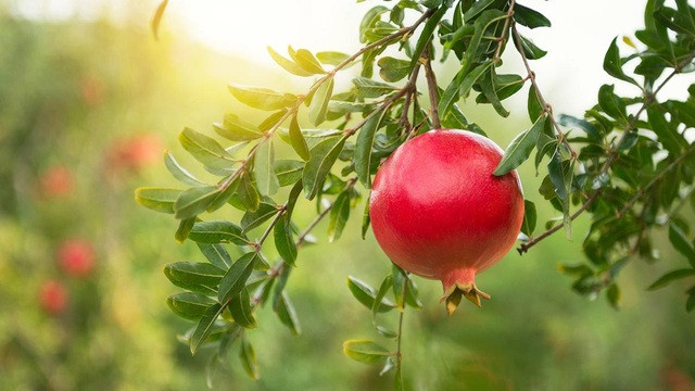 প্রতিদিন ডালিম খেলে কী হয়?