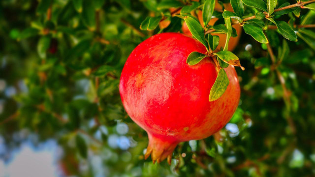 কিডনির জন্য উপকারী ৩ ফল