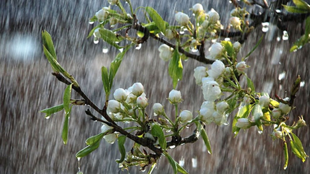 বৃষ্টি নিয়ে যে পূর্বাভাস দিল আবহাওয়া অফিস
