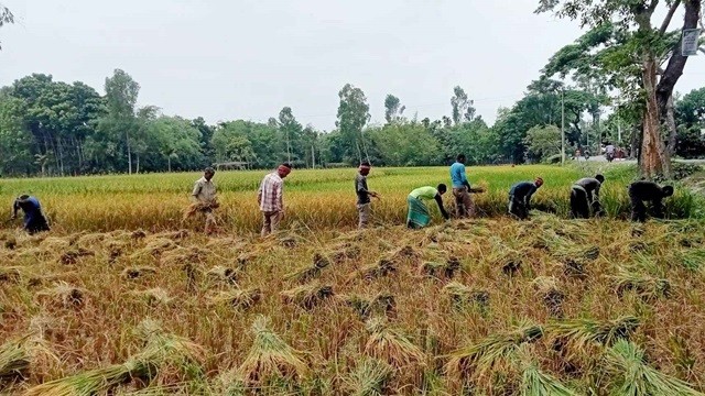 গাইবান্ধার কৃষক ঘরে তুলবেন ৯ লাখ মেট্রিক টন ধান