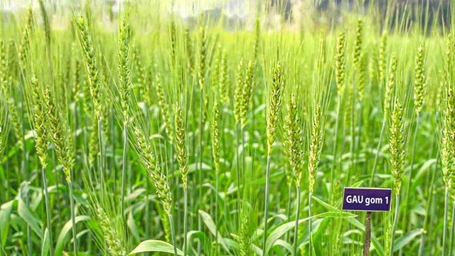 লবণাক্ত মাটিতে চাষযোগ্য গমের জাত উদ্ভাবন গাকৃবির