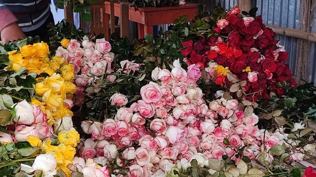 ইরানি গোলাপের খ্যাতির রহস্য: সুগন্ধি, সৌন্দর্য আর ঐতিহ্যের মেলবন্ধন