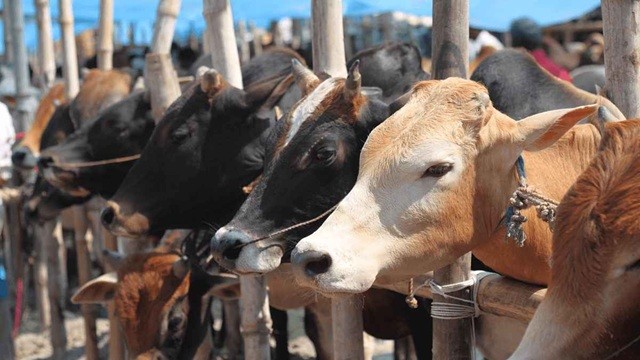 মেরাদিয়ায় কোরবানির পশুর হাট বসানো যাবে না: হাইকোর্ট