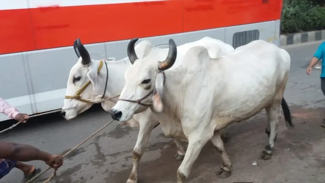 পশ্চিমবঙ্গে চিড়িয়াখানার বাঘও পাচ্ছে না গরু-মহিষের মাংস