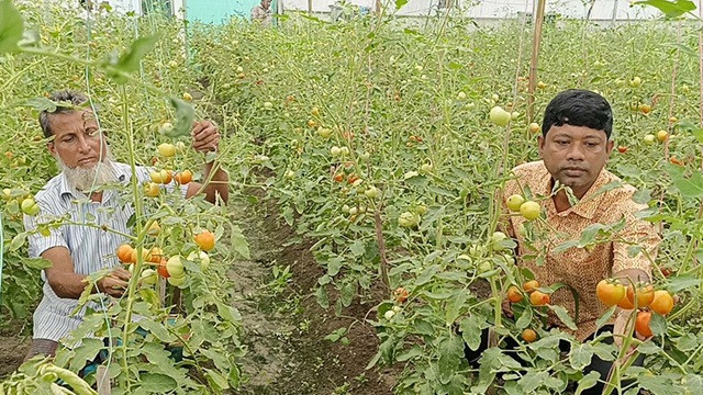 ‘বেগুন গাছে টমেটো’ চাষে শহিদুল্লাহর বাজিমাত