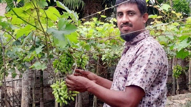 ঢাবির সাবেক ছাত্র গড়েছেন ফলের বাগান, আছে বিদেশি ২৫ জাতের আঙুর
