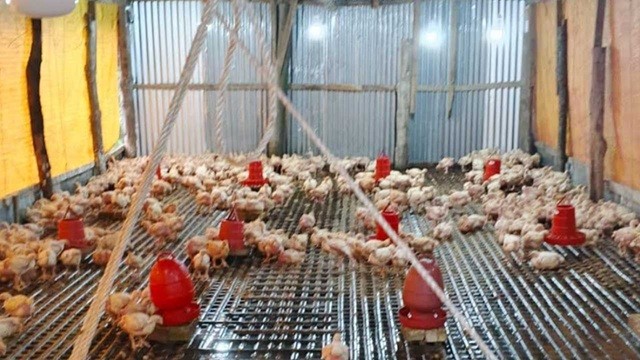 টানা বৃষ্টিতে ডুবে গেছে মাছের ঘের-পোল্ট্রি খামার, বিপাকে খামারিরা