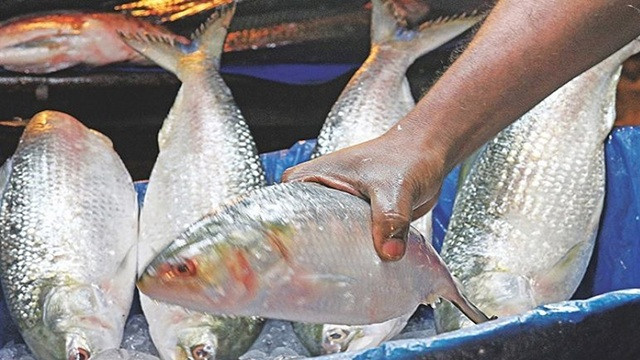 ভারতে বাংলাদেশি ইলিশের দামে আগুন