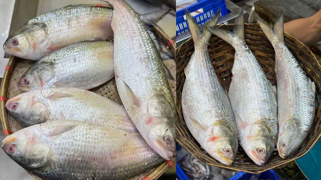 মৌসুমের শুরুতে নাগালের বাইরে ইলিশের দাম