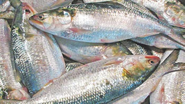 দুর্গাপূজায় ভারতে ১২০০ টন ইলিশ রফতানির সিদ্ধান্ত