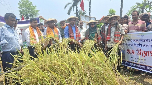 ঝিনাইদহে সমলয় পদ্ধতিতে বোরো ধান কাটা শুরু