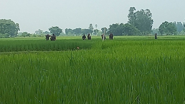 সীমান্তে ফের কাঁটাতারের বেড়া নির্মাণ করছিল বিএসএফ