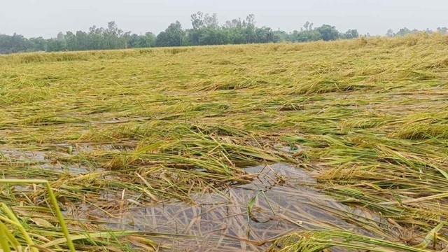 জয়পুরহাটে পানির নিচে ৬২ শতাংশ ধান, মিলছে না শ্রমিক