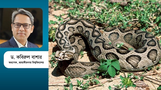 Russell's Viper : রাসেলস ভাইপার : আতঙ্ক, গুজব ও বাস্তবতা