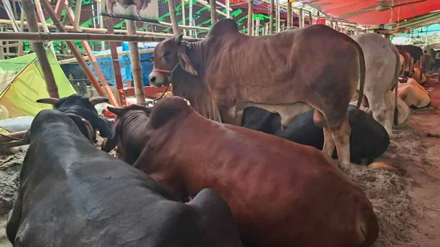 ছবি ‍: সংগৃহীত
