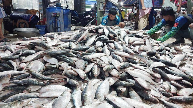 এক ট্রলারেই ৬০ মণ ইলিশ নিয়ে ঘাটে ফিরলেন জেলেরা